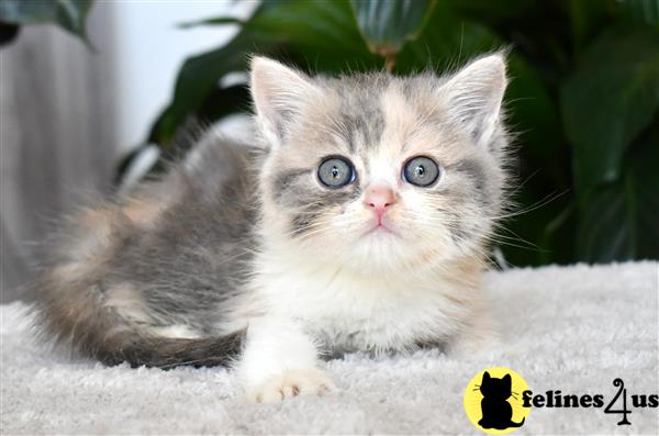 thechubbyfacedcat Picture 3